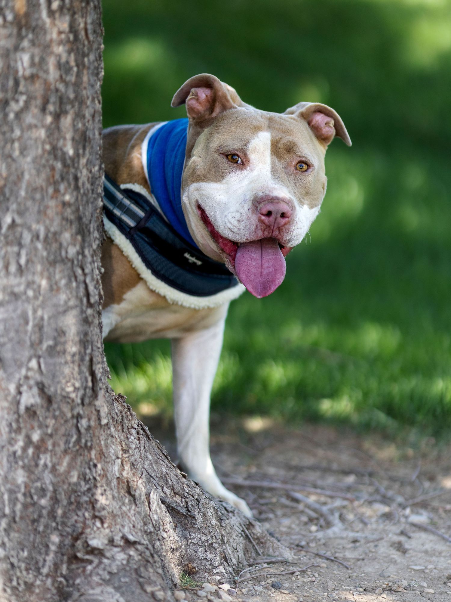 Friendly pit bull dog in blue vest peeking around a tree trunk outdoors.