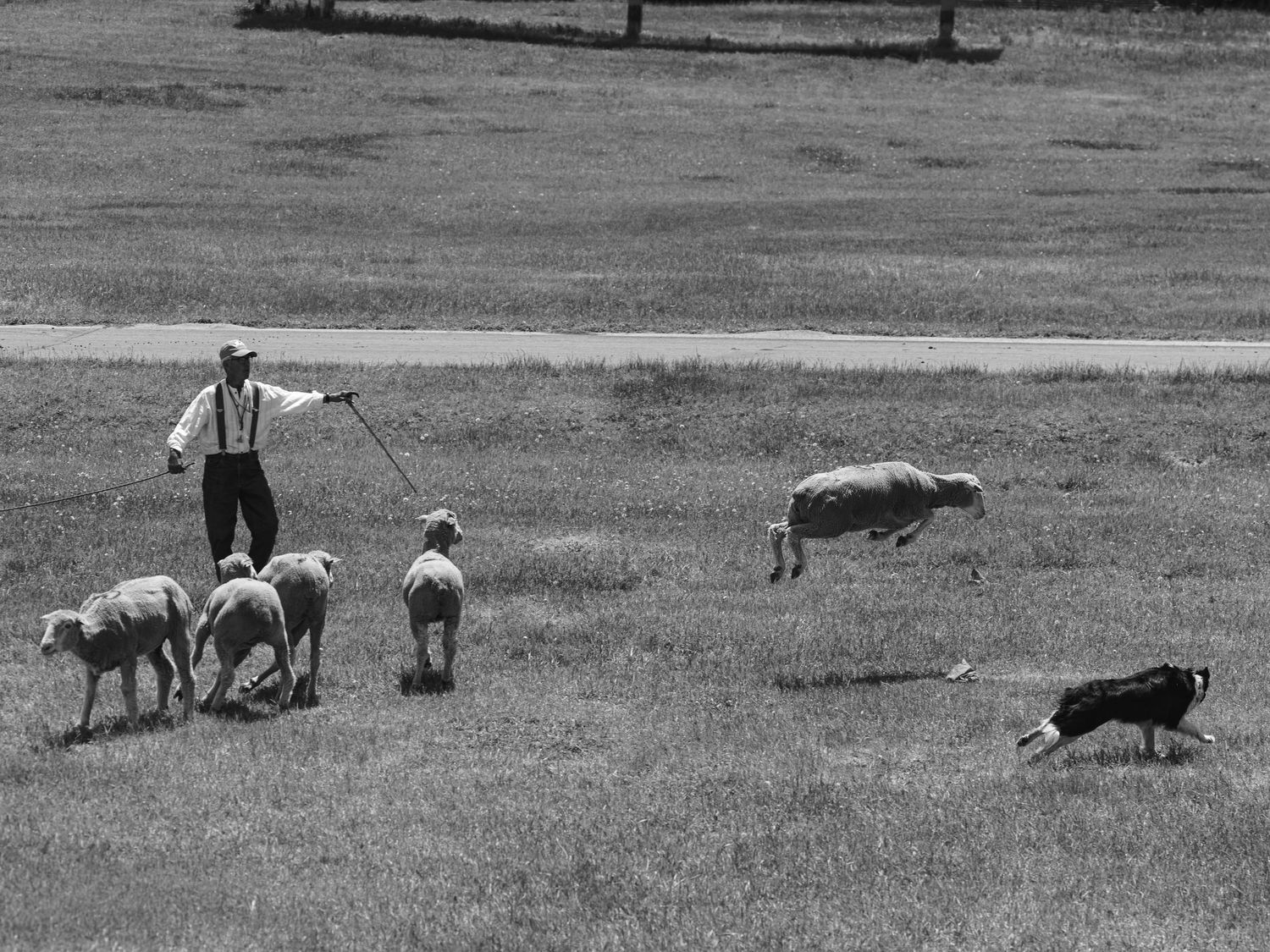 A shepherd directs a border collie herding sheep across a grassy field in this classic black and white pastoral scene.