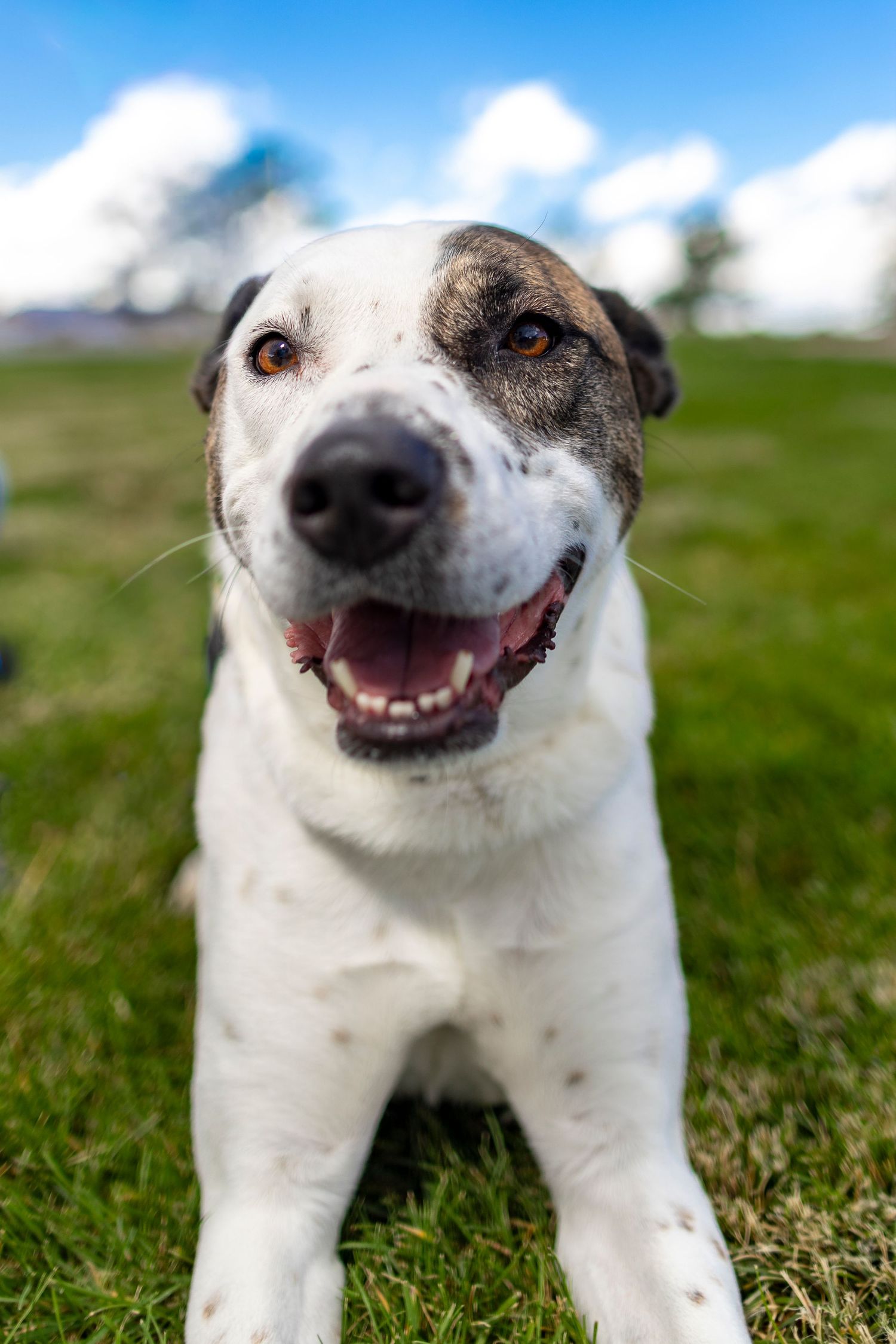 Happy white and brown spotted dog lying on green grass with blue sky and clouds in the background.