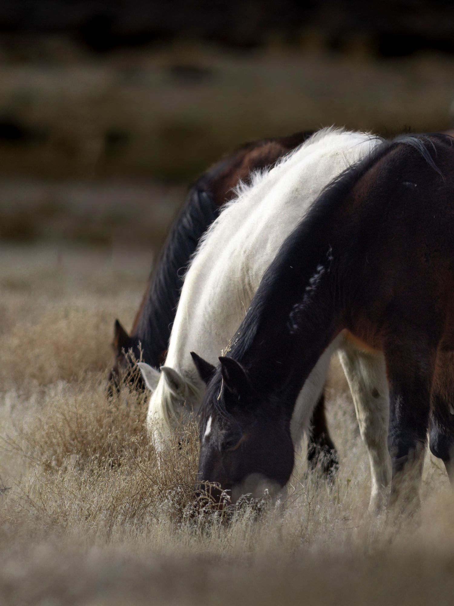Two horses grazing together in a dry golden field, one dark brown with a white mane.