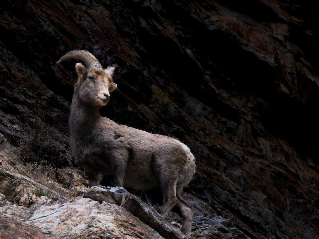 A bighorn sheep ram stands on rocky cliffs against a dark stone wall in the wild.