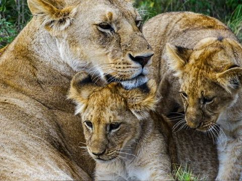A lioness protectively cuddles two young lion cubs together in golden savanna grassland.
