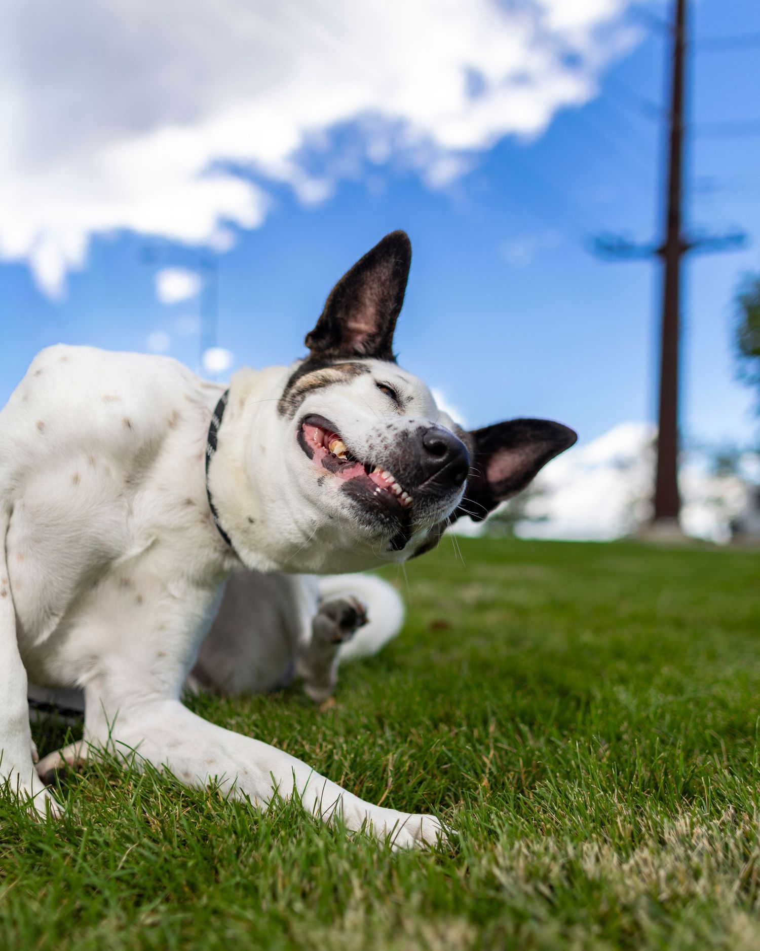 A playful white and black dog lying on green grass, shaking its head with mouth open under a blue sky.