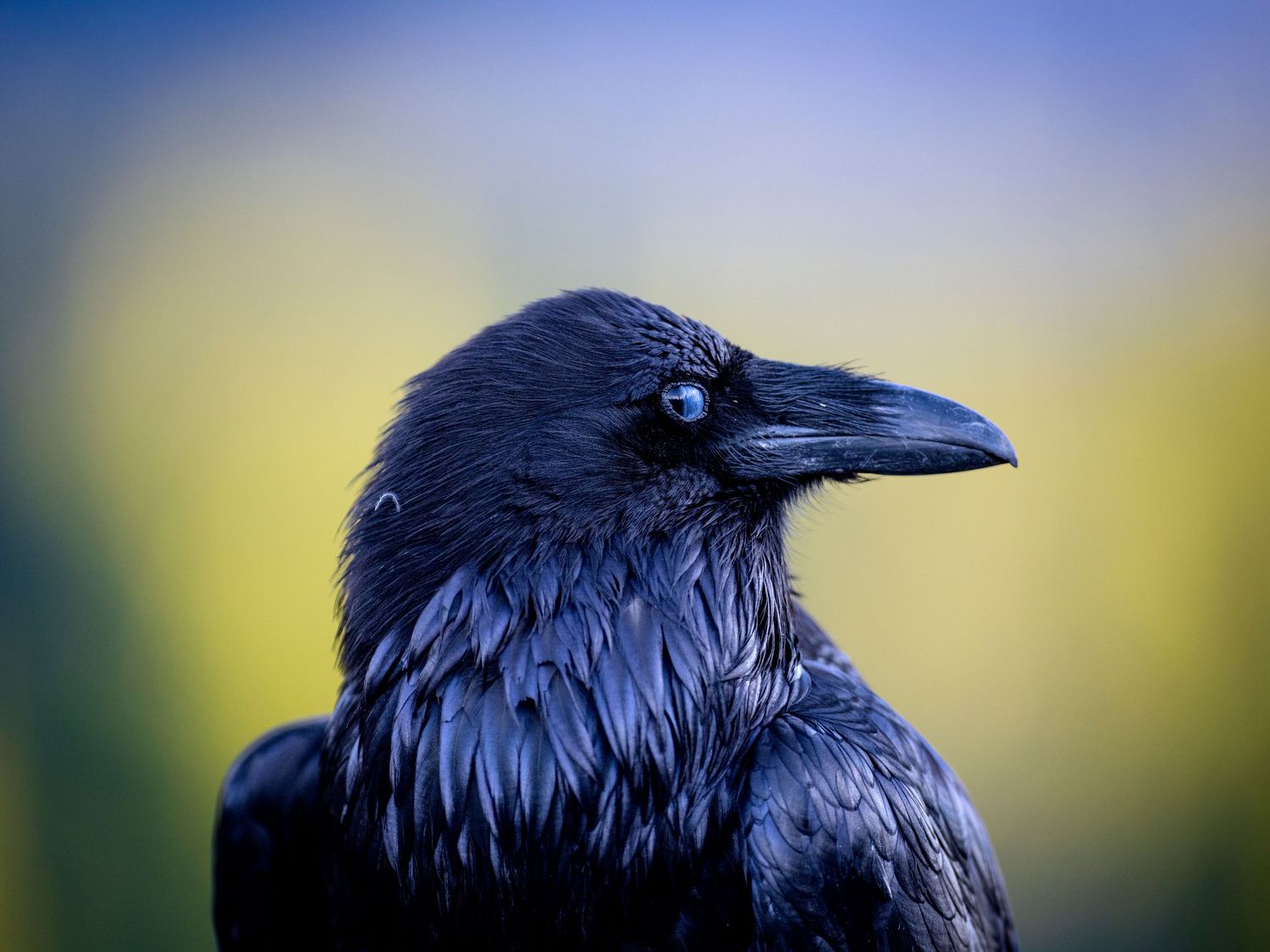 Close-up portrait of a black raven with glossy feathers against blue and yellow background.
