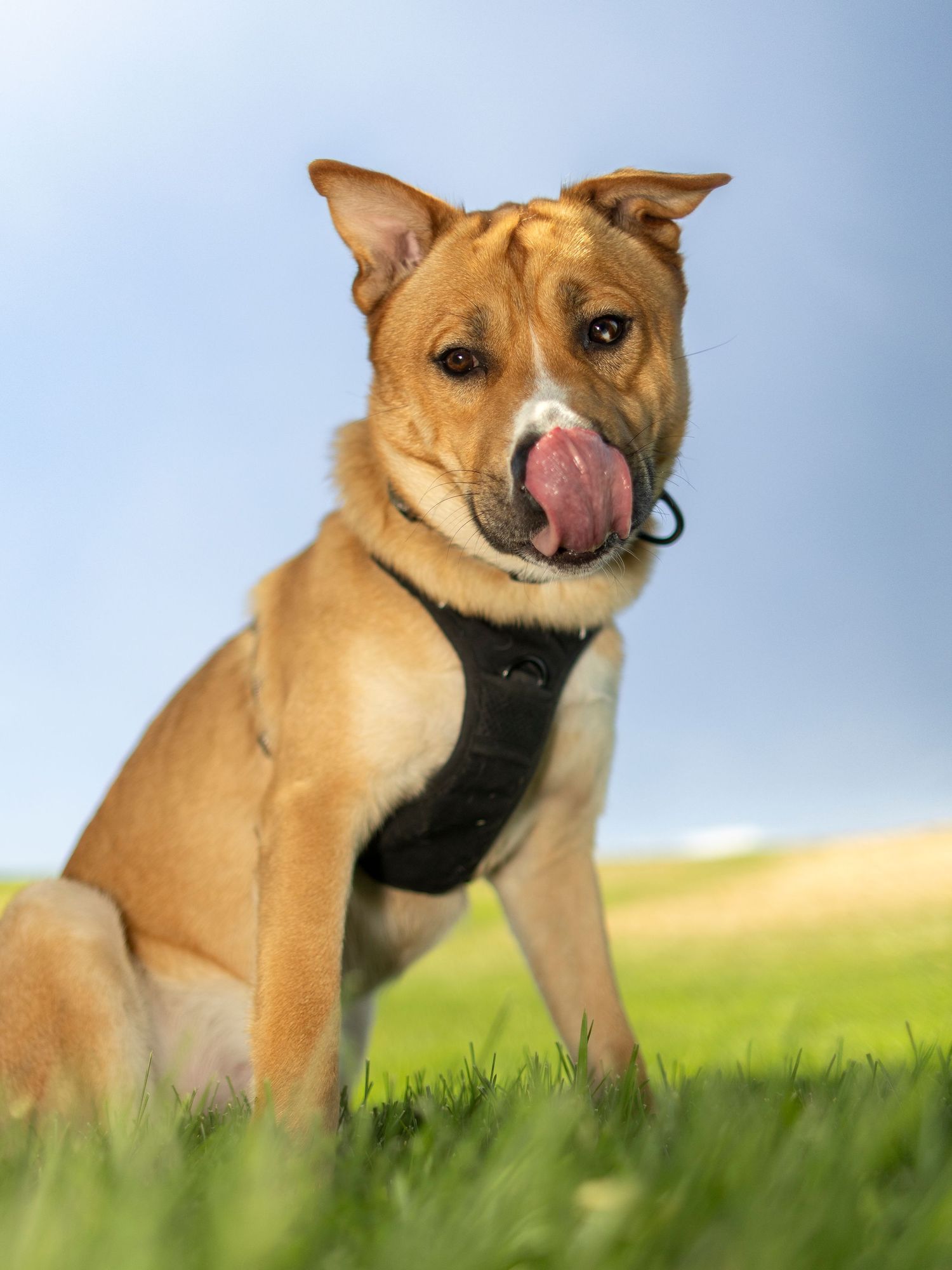 Golden tan dog wearing black harness sitting on grass licking nose against blue sky.