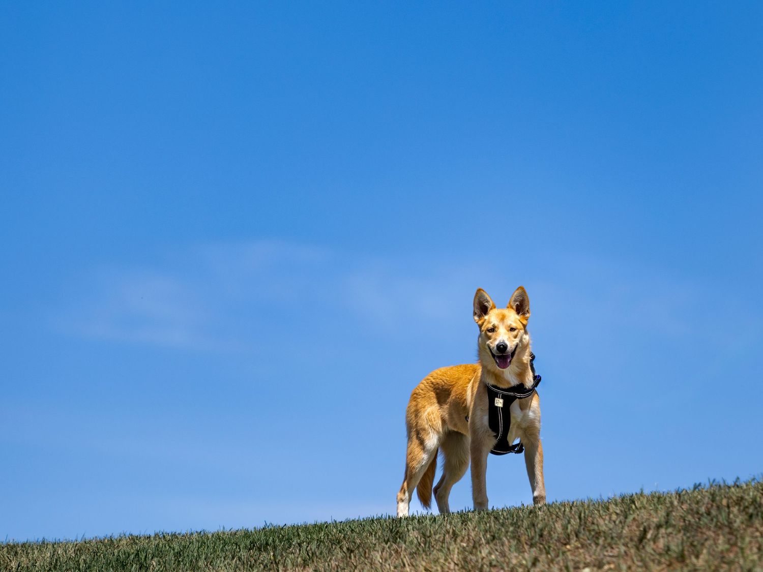 Tan dog wearing harness standing on grassy hill against bright blue sky.