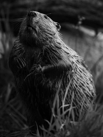 Close-up black and white portrait of a wet nutria rodent sitting upright in grass.