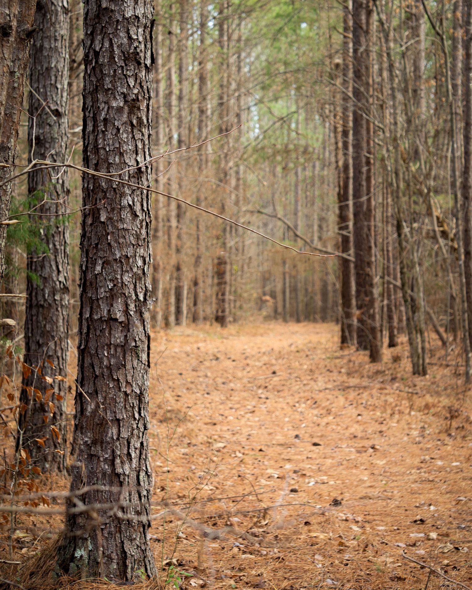 pine tree bark forest path rows of pine trees James Ross Wildlife Reservation South Carolina nature fine art print