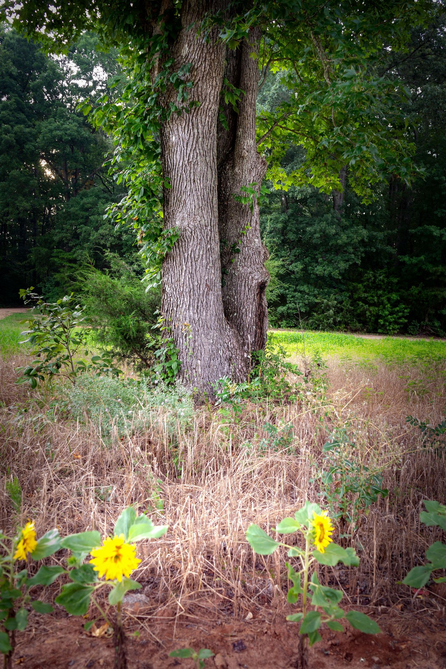 large oak tree trunk sunflowers dry grass Draper Wildlife Management Area South Carolina nature fine art print