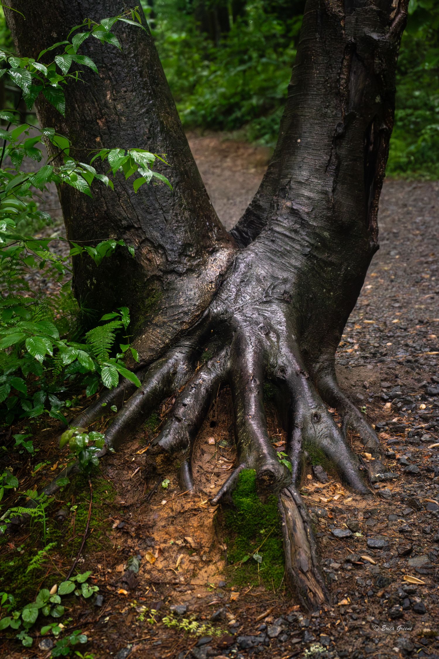 dramatic tree roots on trail to Hooker Falls DuPont State Forest North Carolina intimate nature fine art print