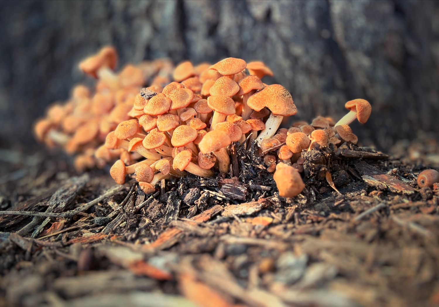 cluster orange mushrooms forest floor tree base macro close up intimate nature fine art print