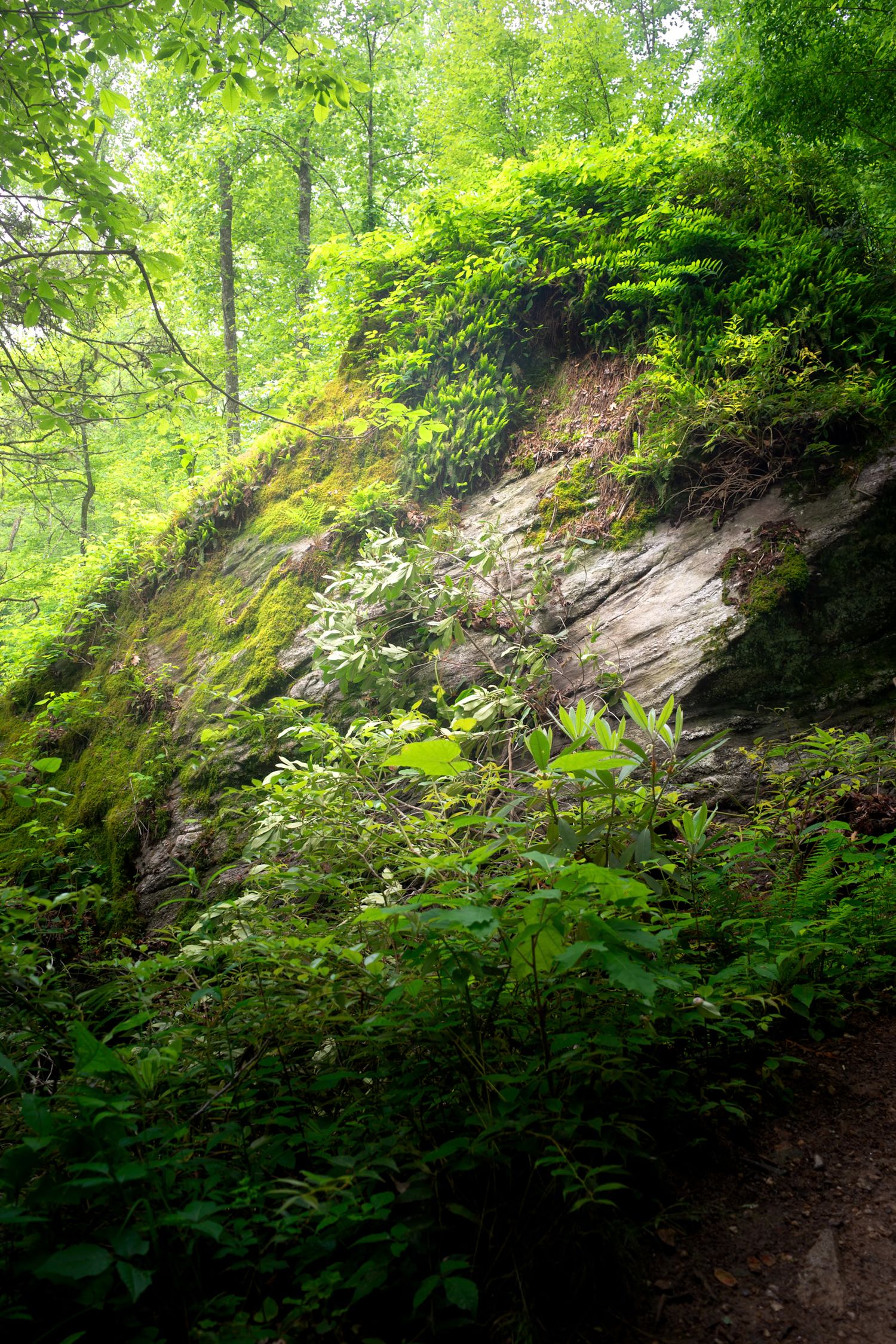 mossy rock face ferns lush green forest trail Moore Cove Falls DuPont State Recreational Forest North Carolina nature fine art print