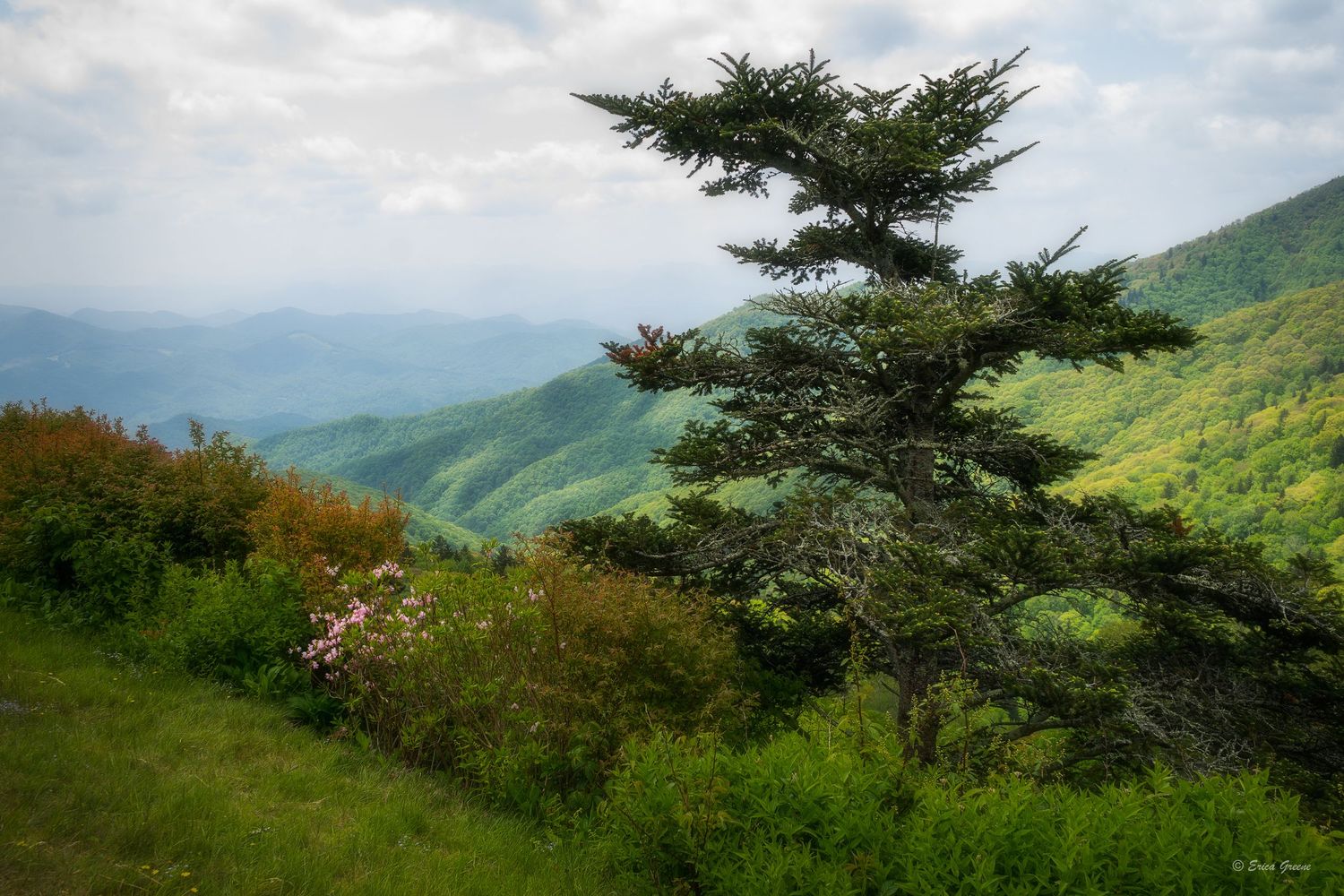 lone evergreen tree overlook rolling green mountains rhododendron blooms Blue Ridge Parkway North Carolina landscape fine art print
