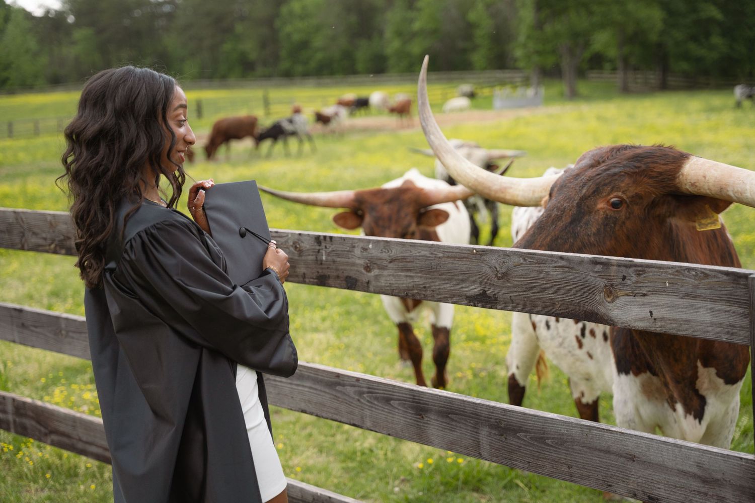 Graduate in her gown reaching over a fence toward longhorn cattle on a farm