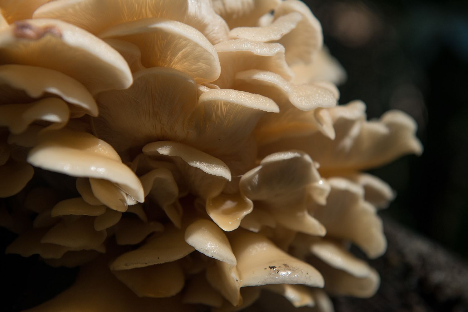 Close-up macro shot of fresh oyster mushrooms growing in a dense cluster with delicate ruffled edges.