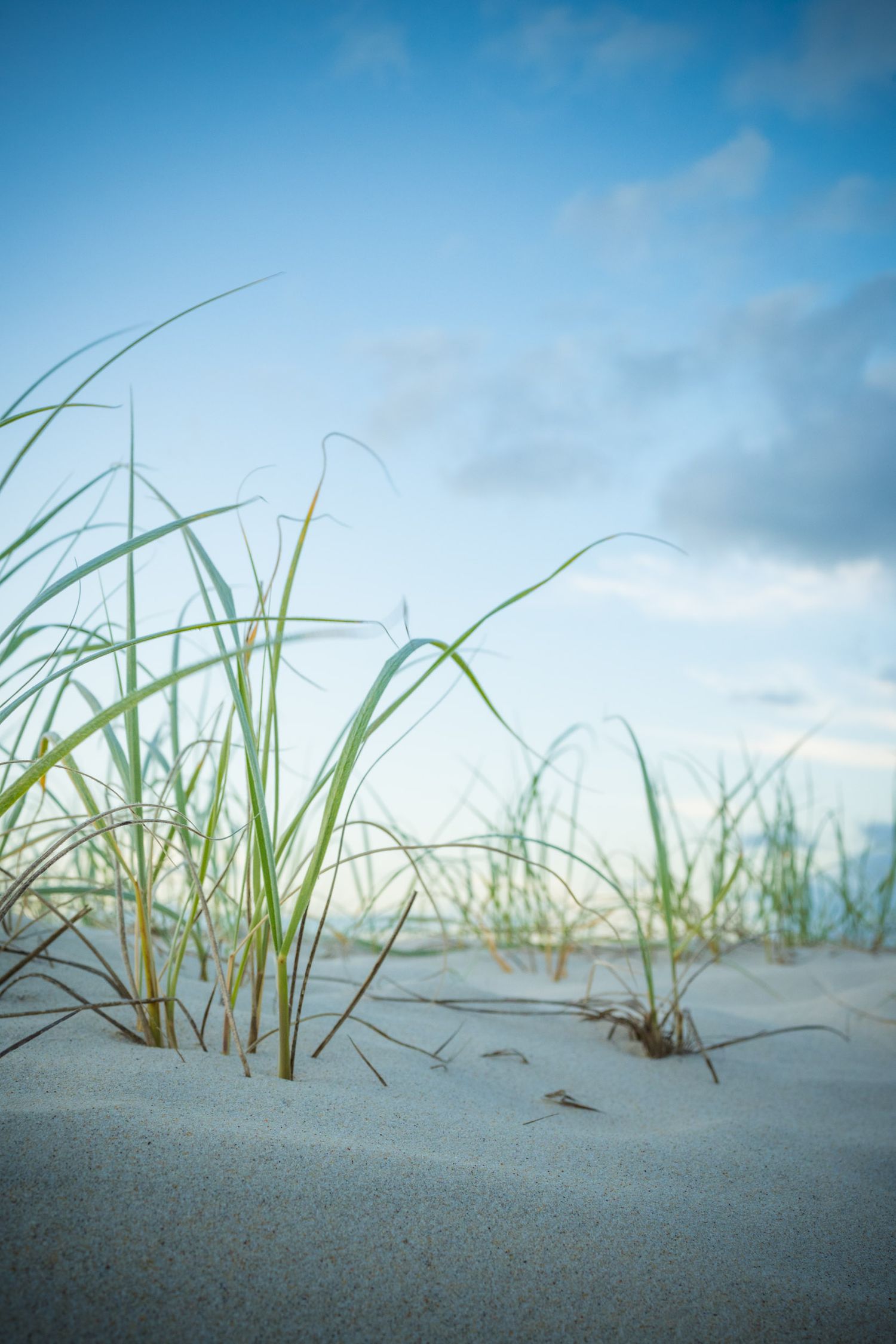 Green beach grass growing from white sand dunes against soft blue cloudy sky.