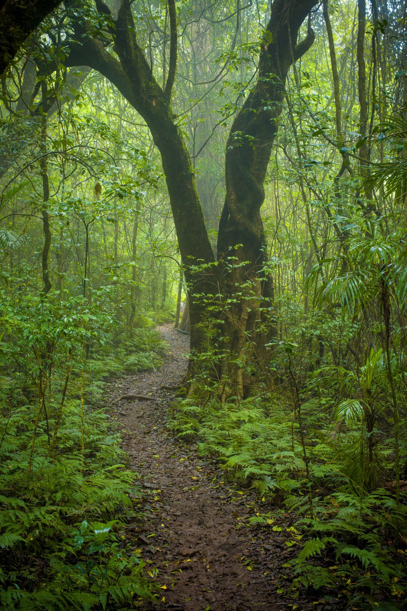 Misty rainforest trail winding past moss-covered trees and lush ferns in foggy green woodland.