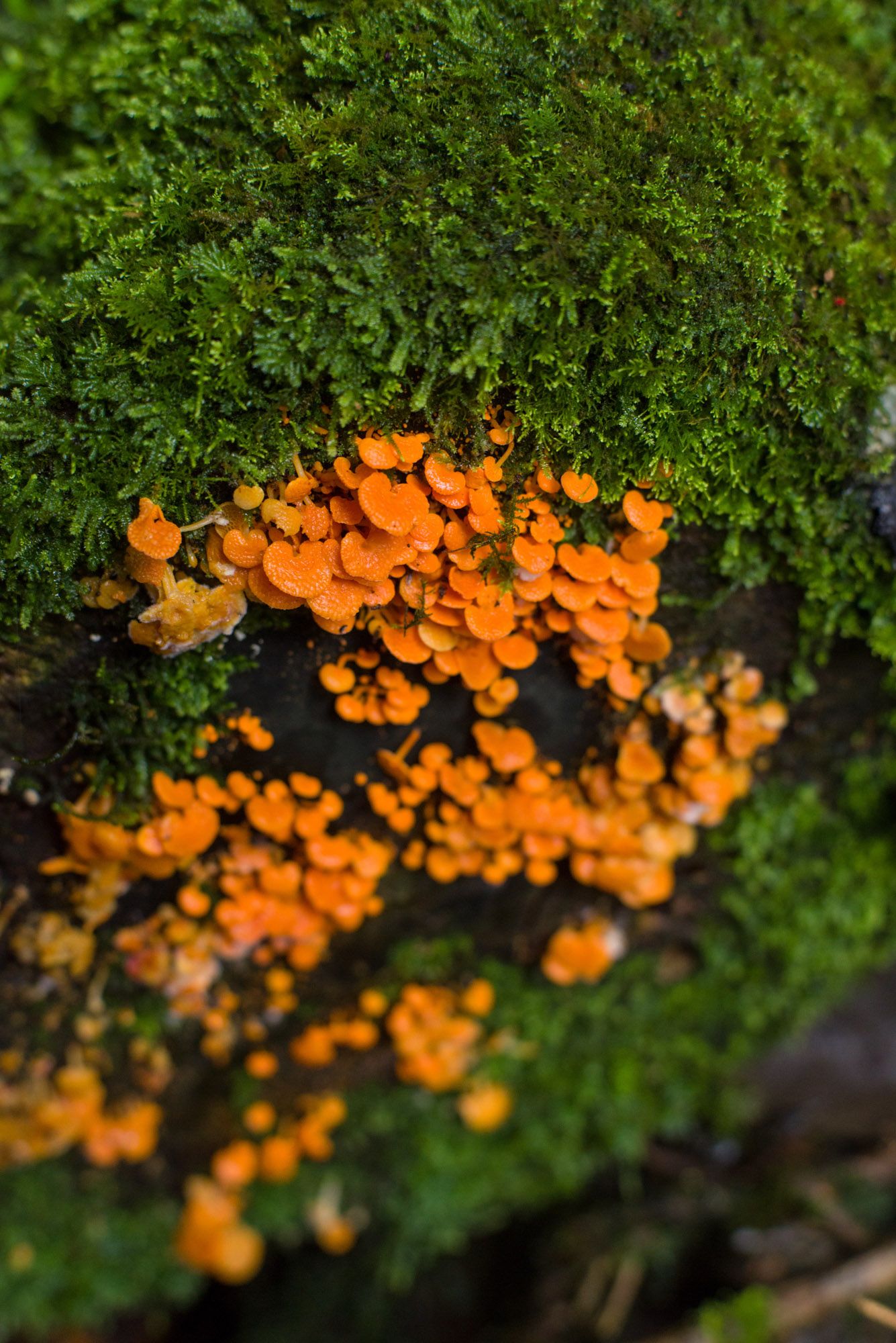 Clusters of bright orange fungi growing on mossy green bark in a forest setting.