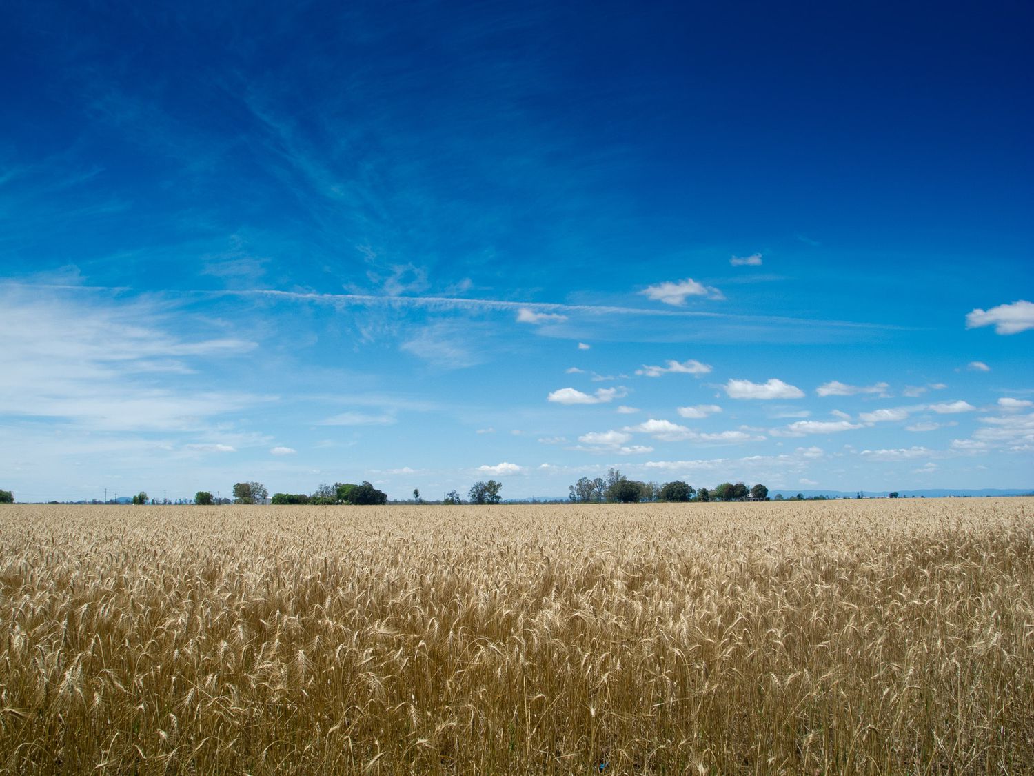 Golden wheat field under vivid blue sky with wispy clouds and distant trees on sunny day.