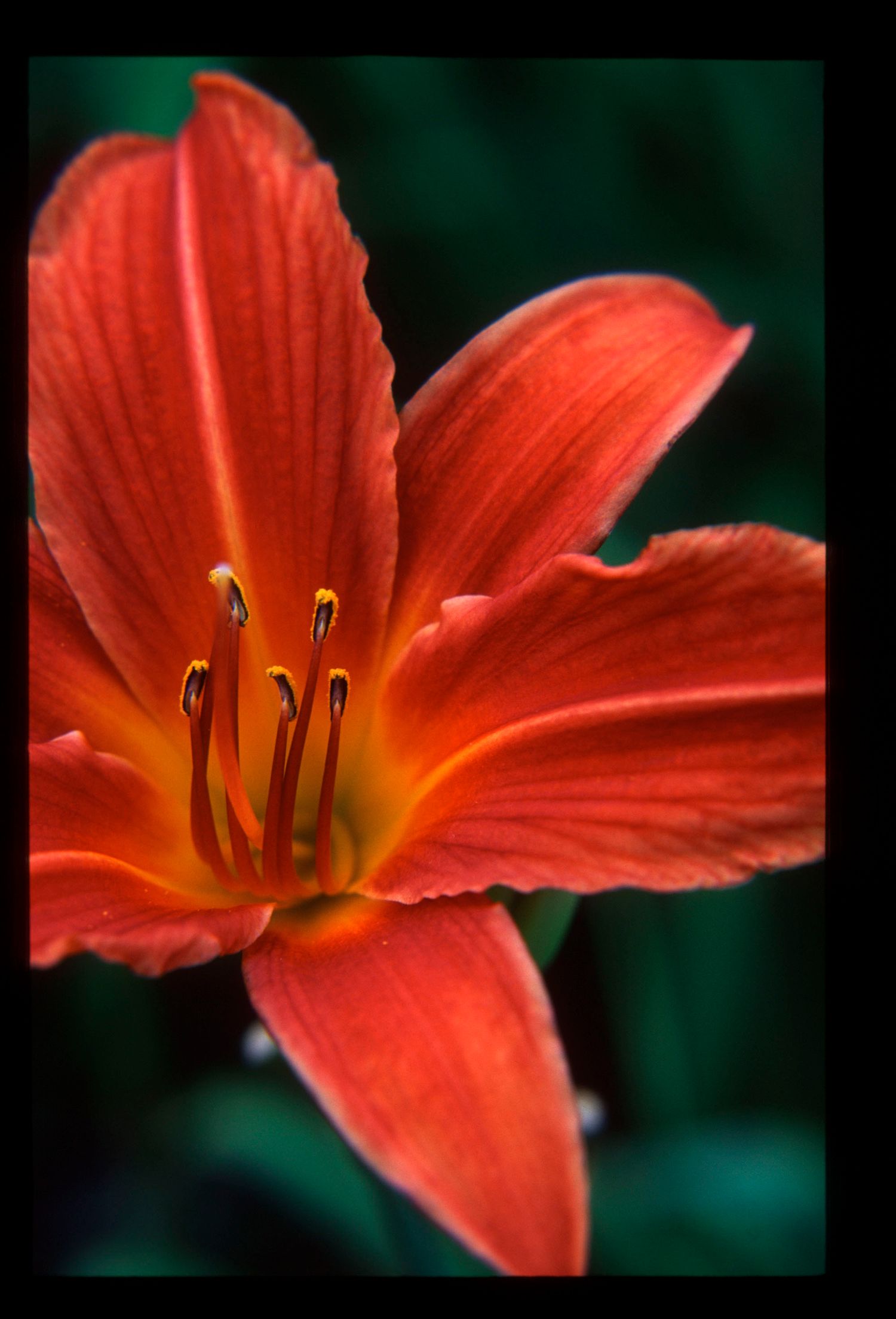 Close-up macro shot of vibrant red orange daylily flower with yellow stamens on dark background.