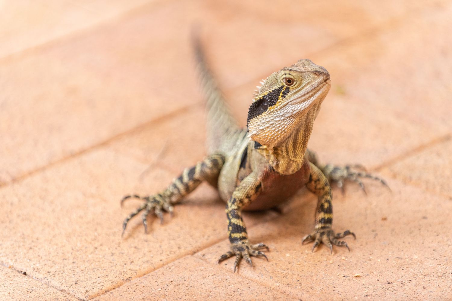 Close-up of an Australian water dragon lizard resting on terracotta tiles outdoors.