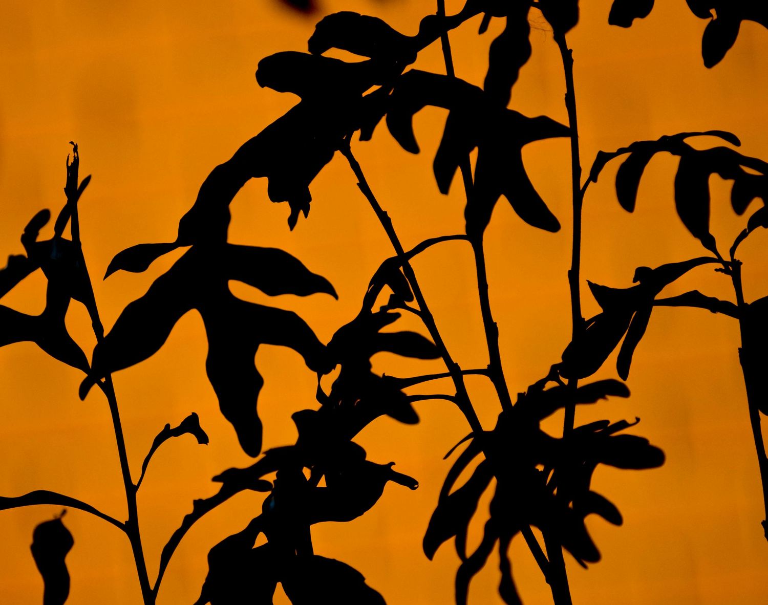 Silhouetted plant leaves and stems against vivid orange background creating dramatic nature contrast.