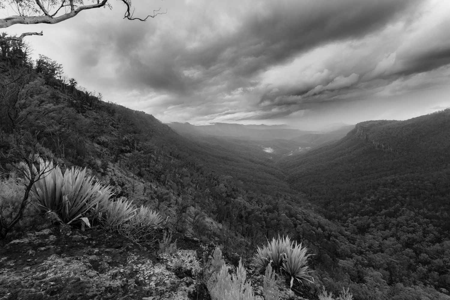 Dramatic black and white landscape of a deep forested valley with storm clouds and native plants.
