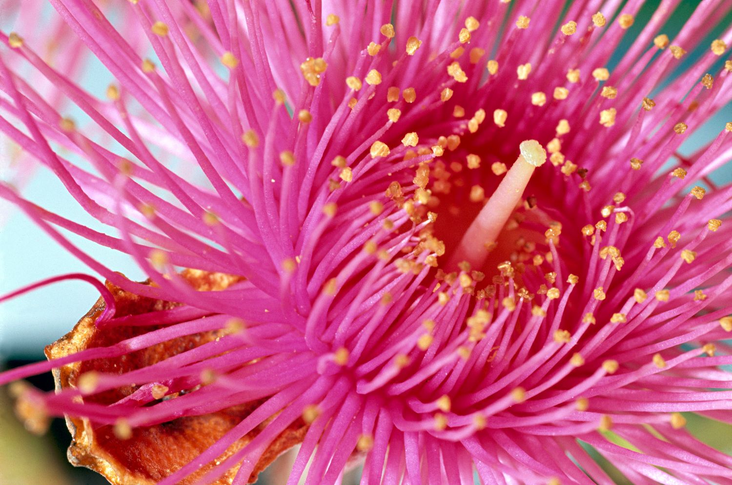 Extreme close-up of bright pink tropical flower with yellow-tipped stamens and red center.