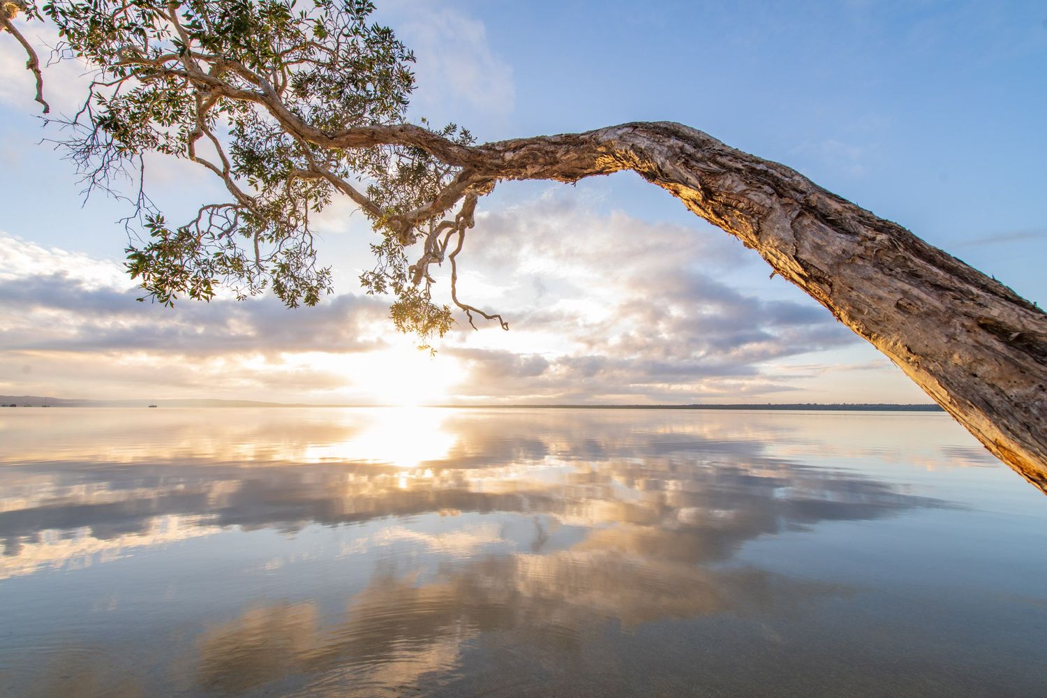 A gnarled tree branch frames a serene sunset reflection over calm coastal waters in Australia.