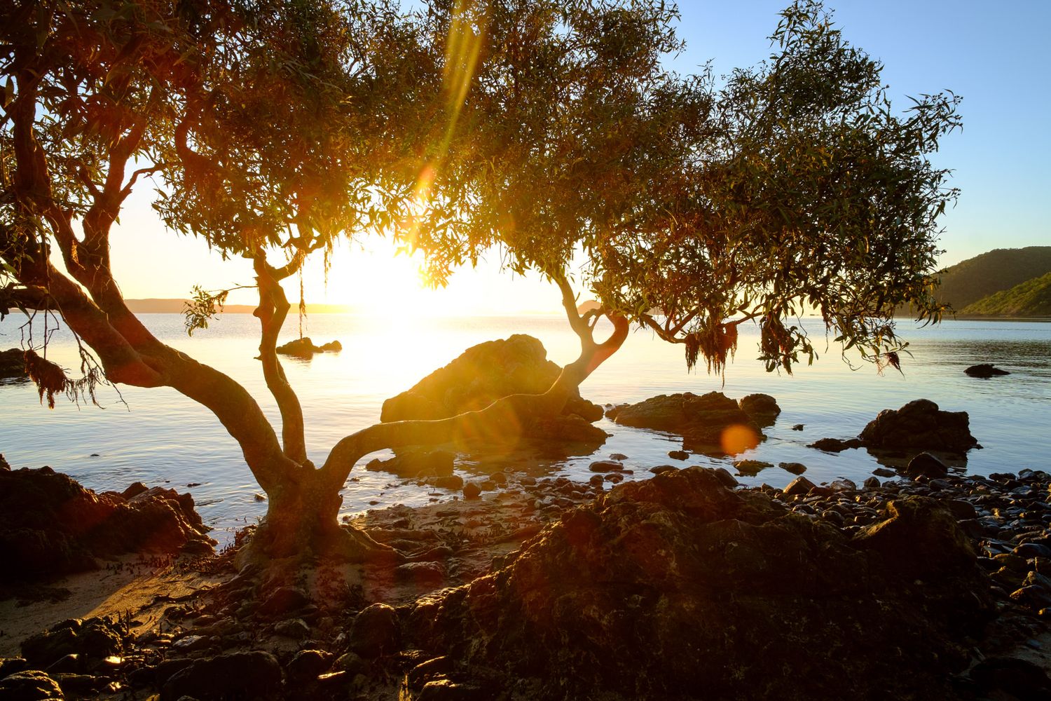Silhouetted mangrove trees with golden sunset light over calm coastal waters and rocky shoreline.