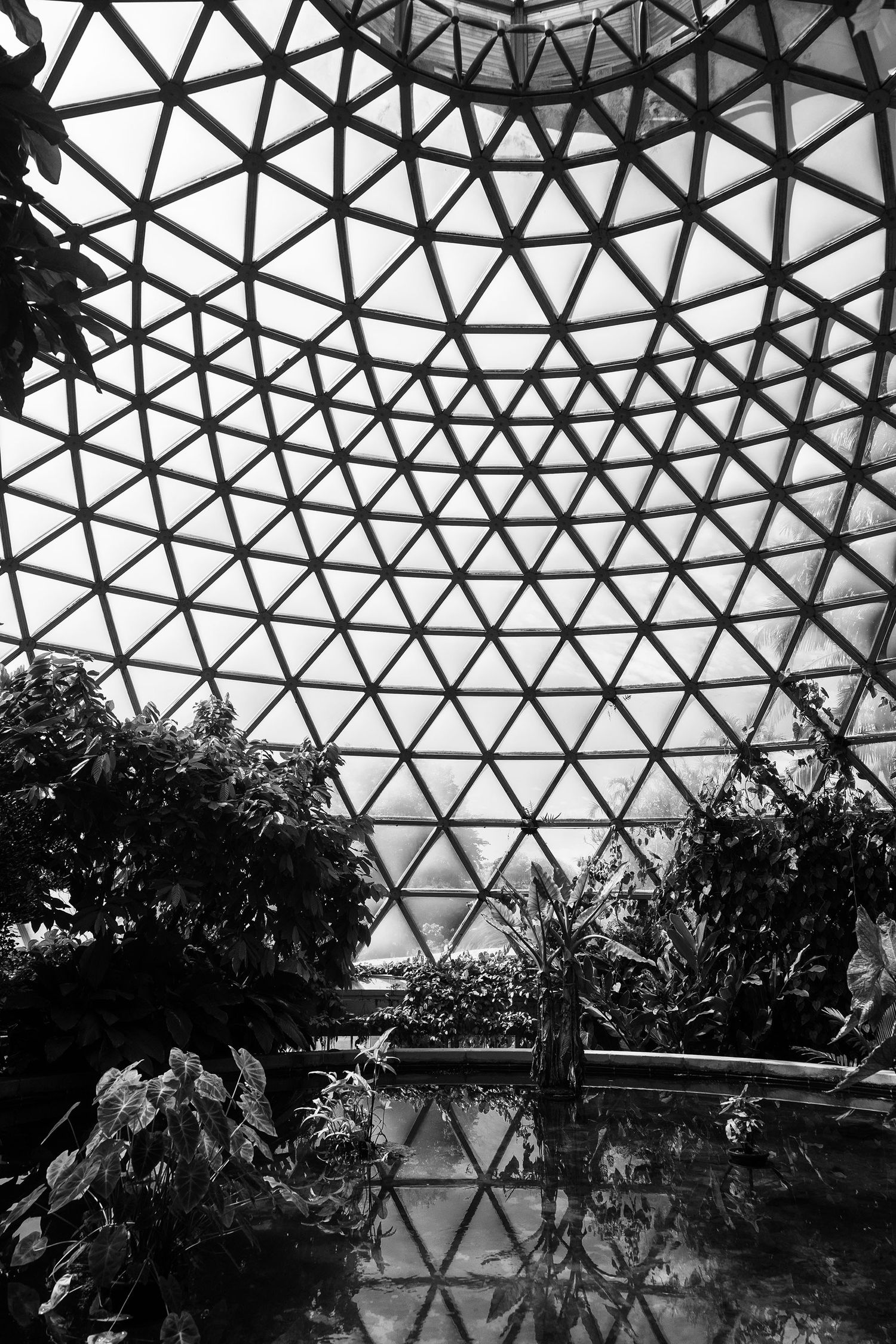 Black and white interior of a geodesic dome greenhouse with tropical plants and geometric glass roof.