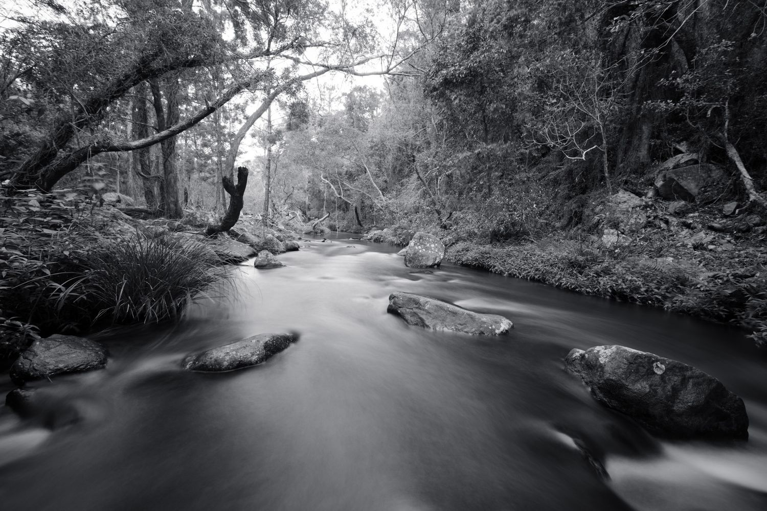Black and white long exposure of a serene forest stream flowing over rocks surrounded by dense trees.