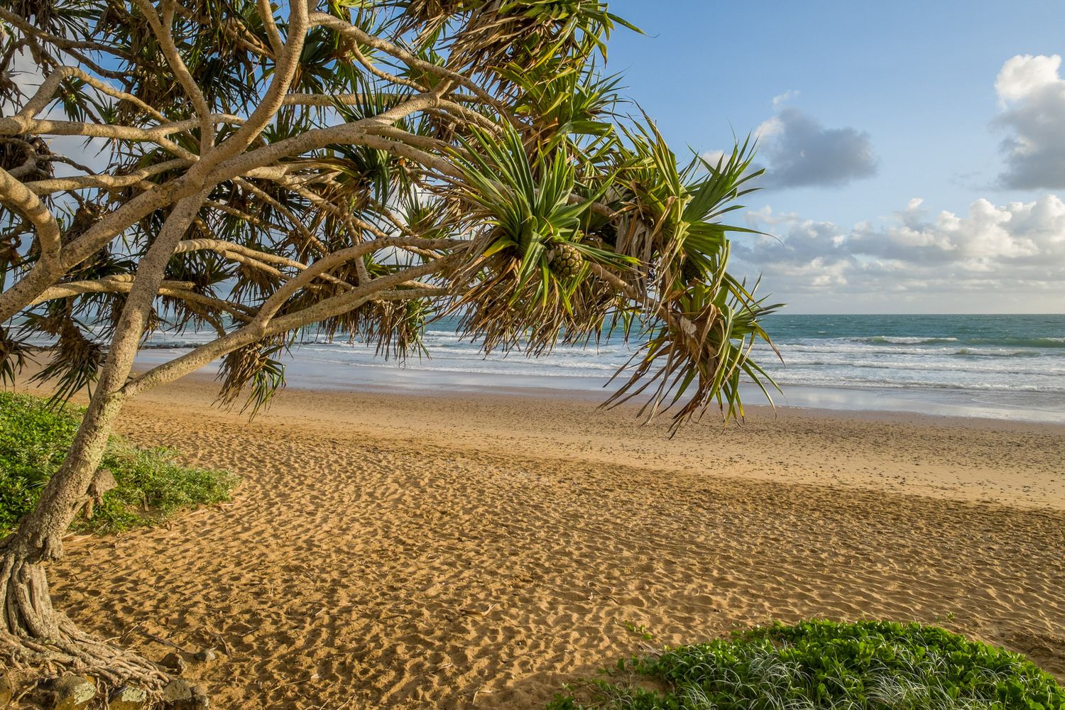 Tropical pandanus tree on golden sandy beach with rolling waves under partly cloudy sky.