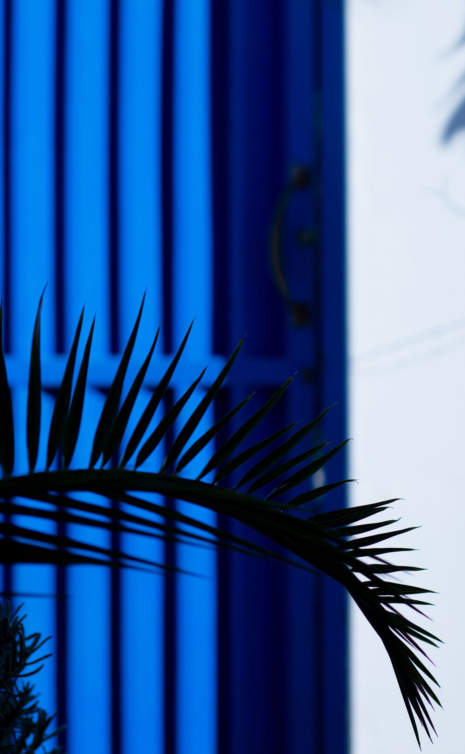 Blue door with shallow depth of field and fern silhouette