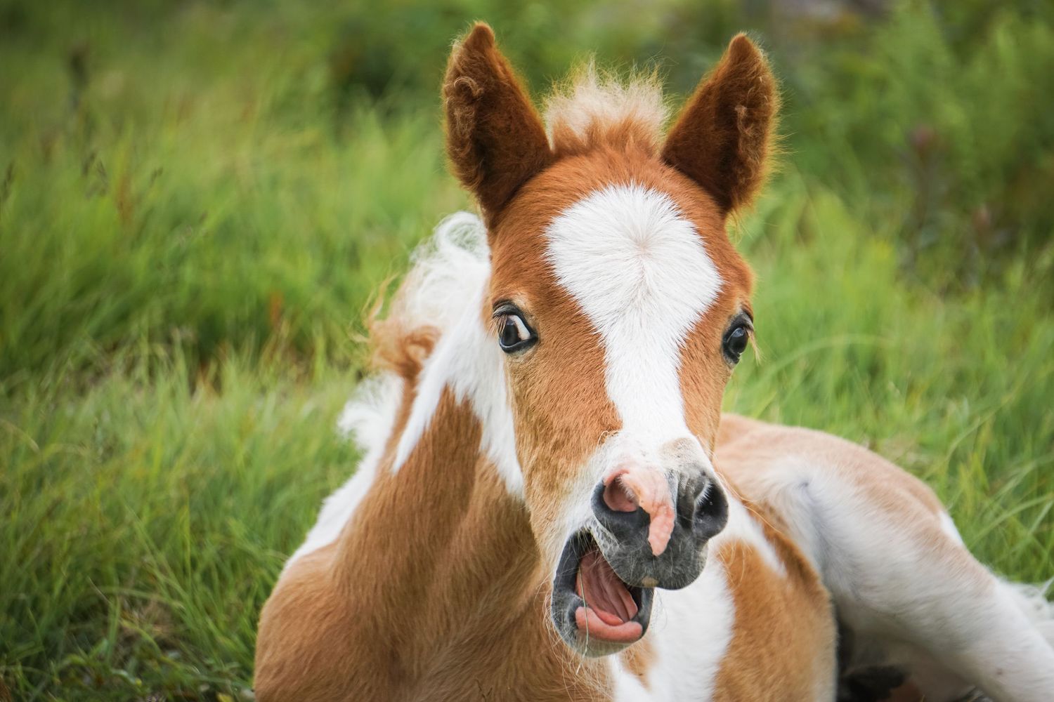 Baby foal with white blaze making funny expression in green grass.
