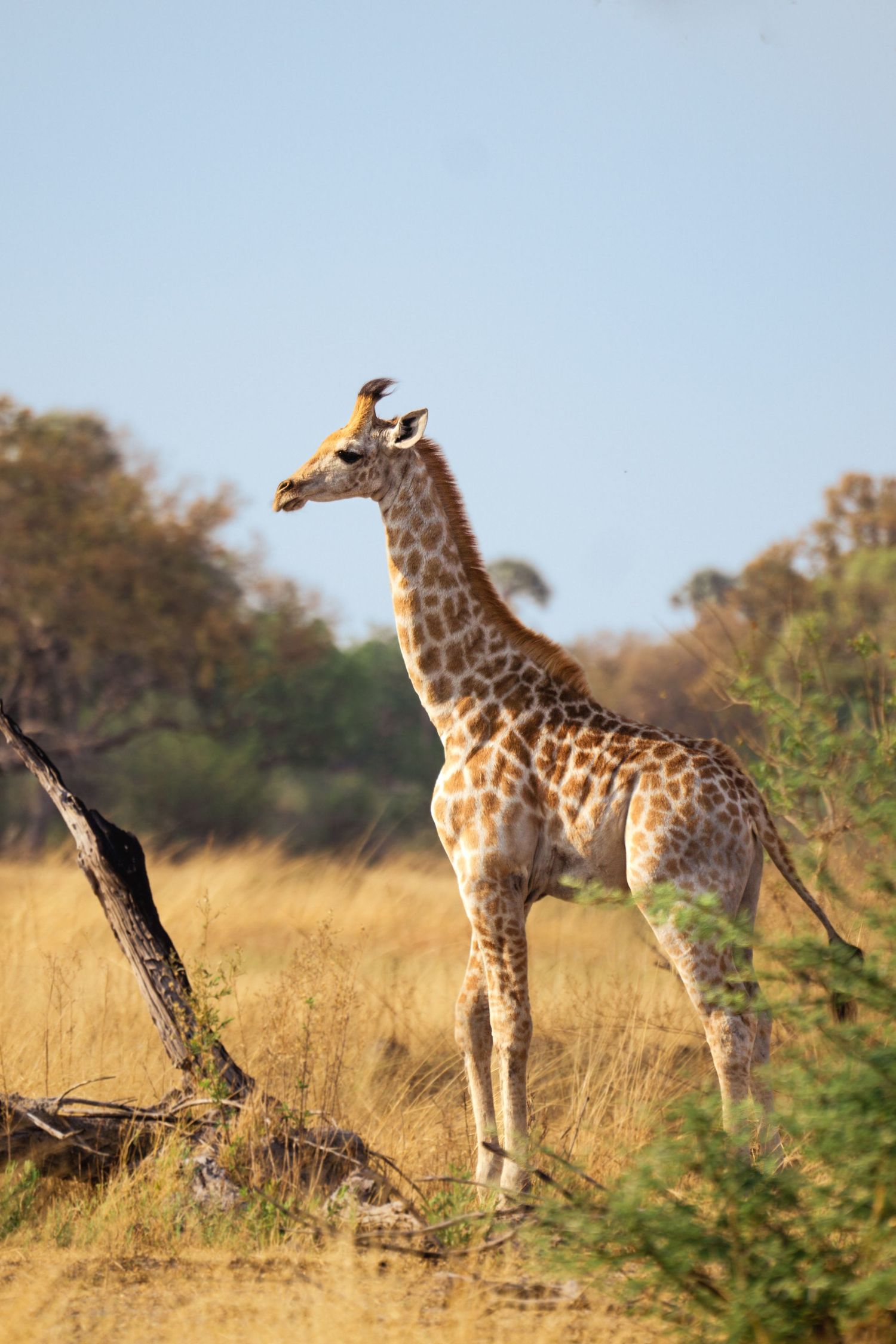 Baby giraffes stand in tall golden grass during sunset in the African savanna.