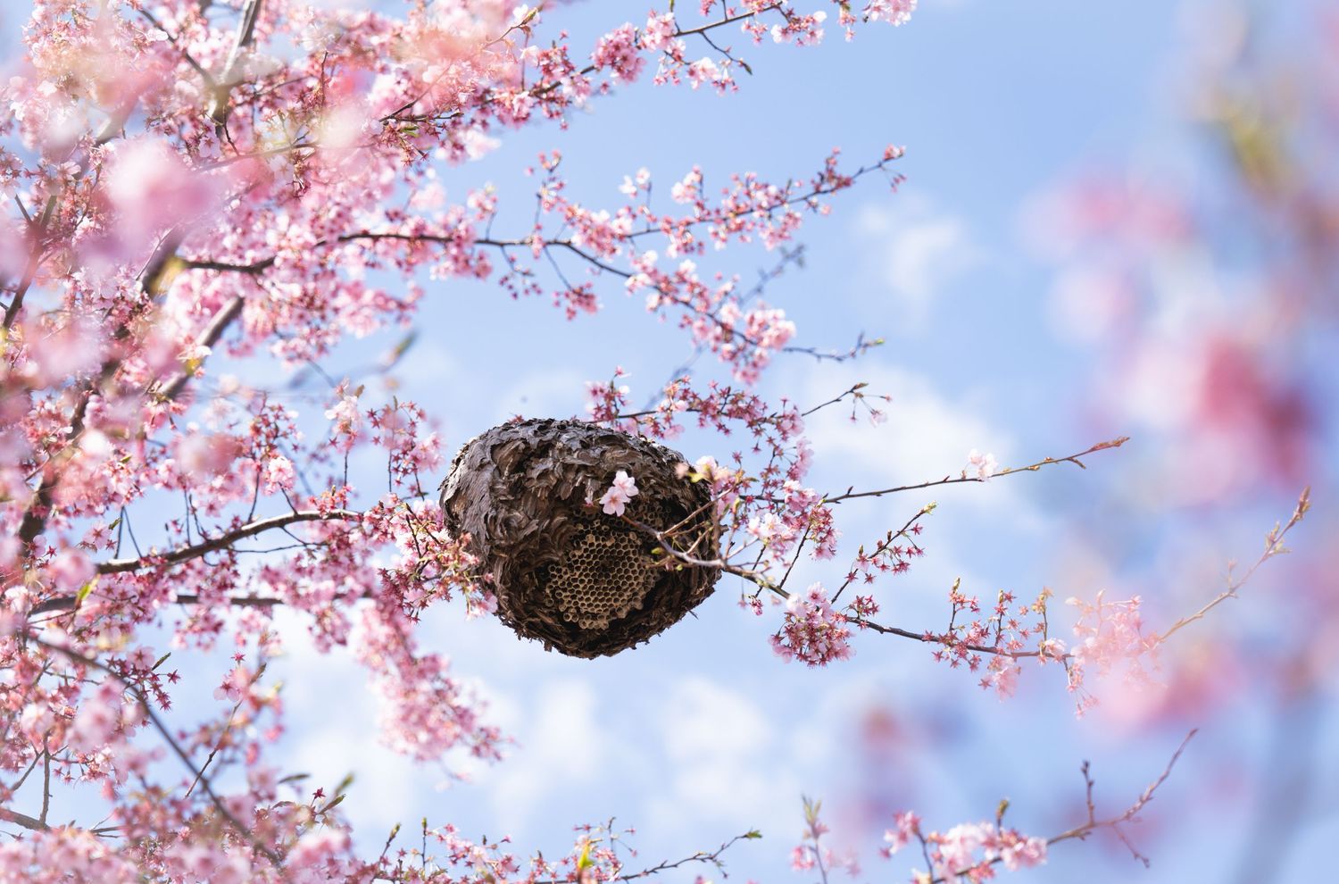 Wasps nest among delicate pink cherry blossoms bloom against a soft blue spring sky.