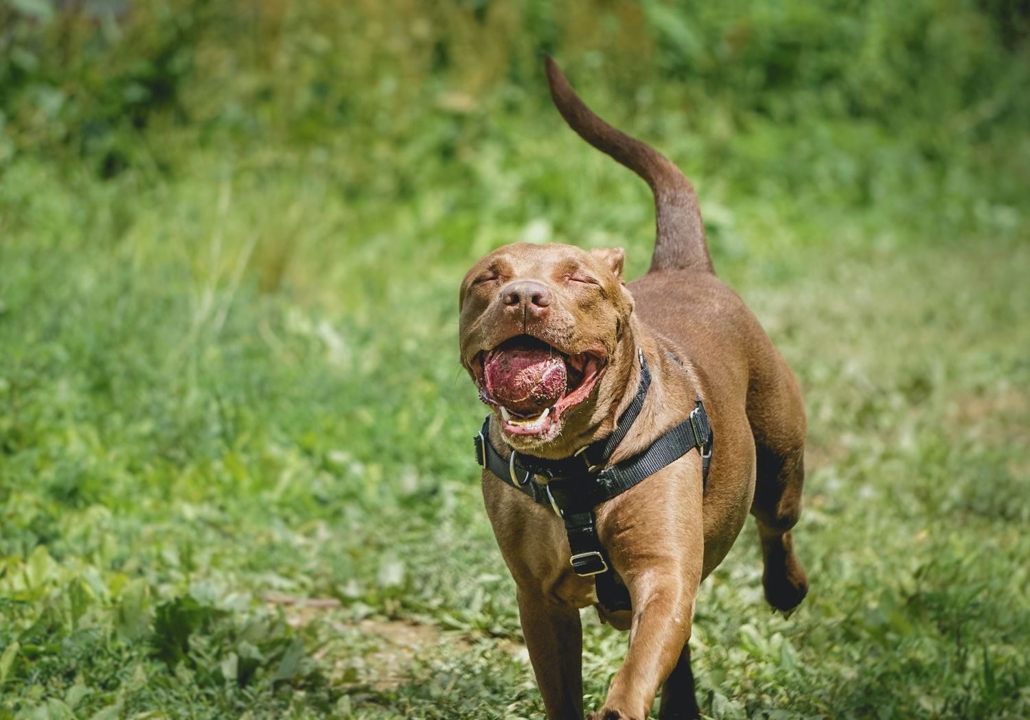 Brown dog playing and running in a green field.