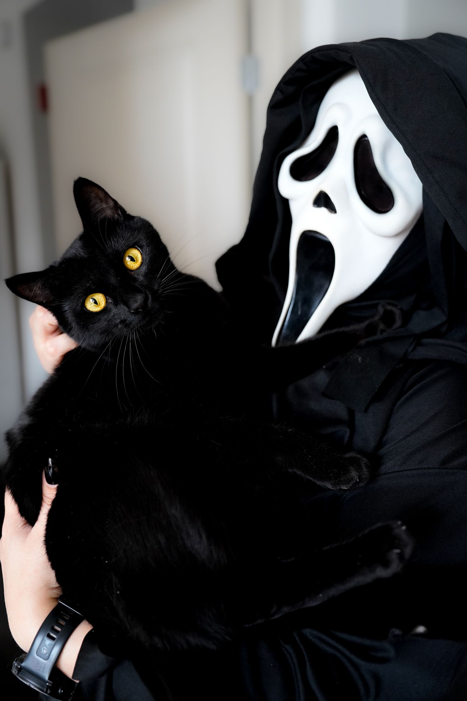 Black cat being held by someone wearing a Ghostface mask from Scream movie.