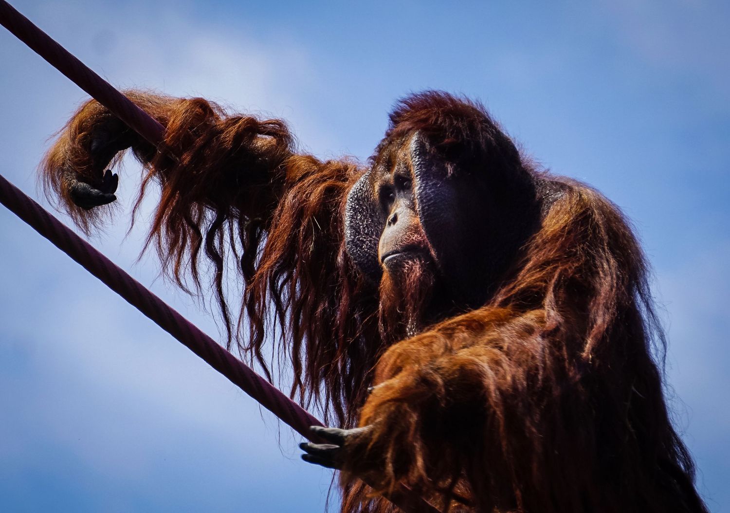 Close-up silhouette of orangutan fur against blue sky.