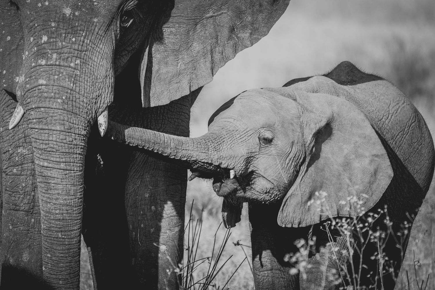 Baby elepahy nurses from its mother in black and white photography.