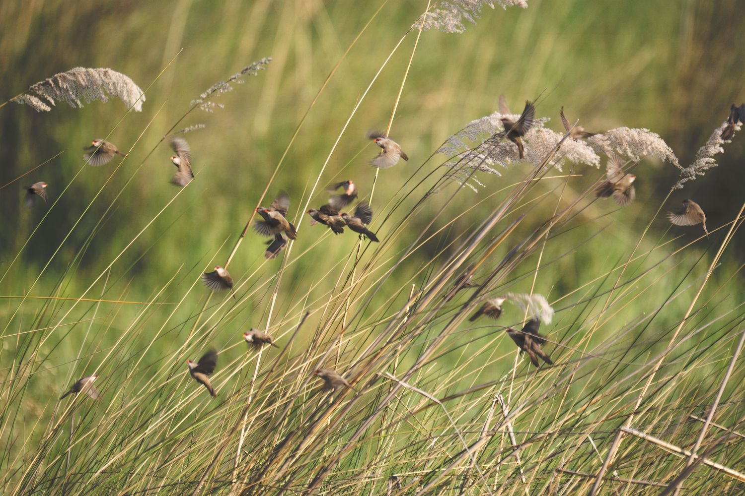 Birds fly in tall grass swaying in the wind with soft focus background.