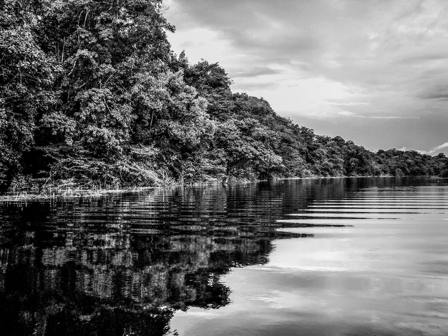 Serene black and white landscape of tree-lined lake shore with perfect reflections on still water.