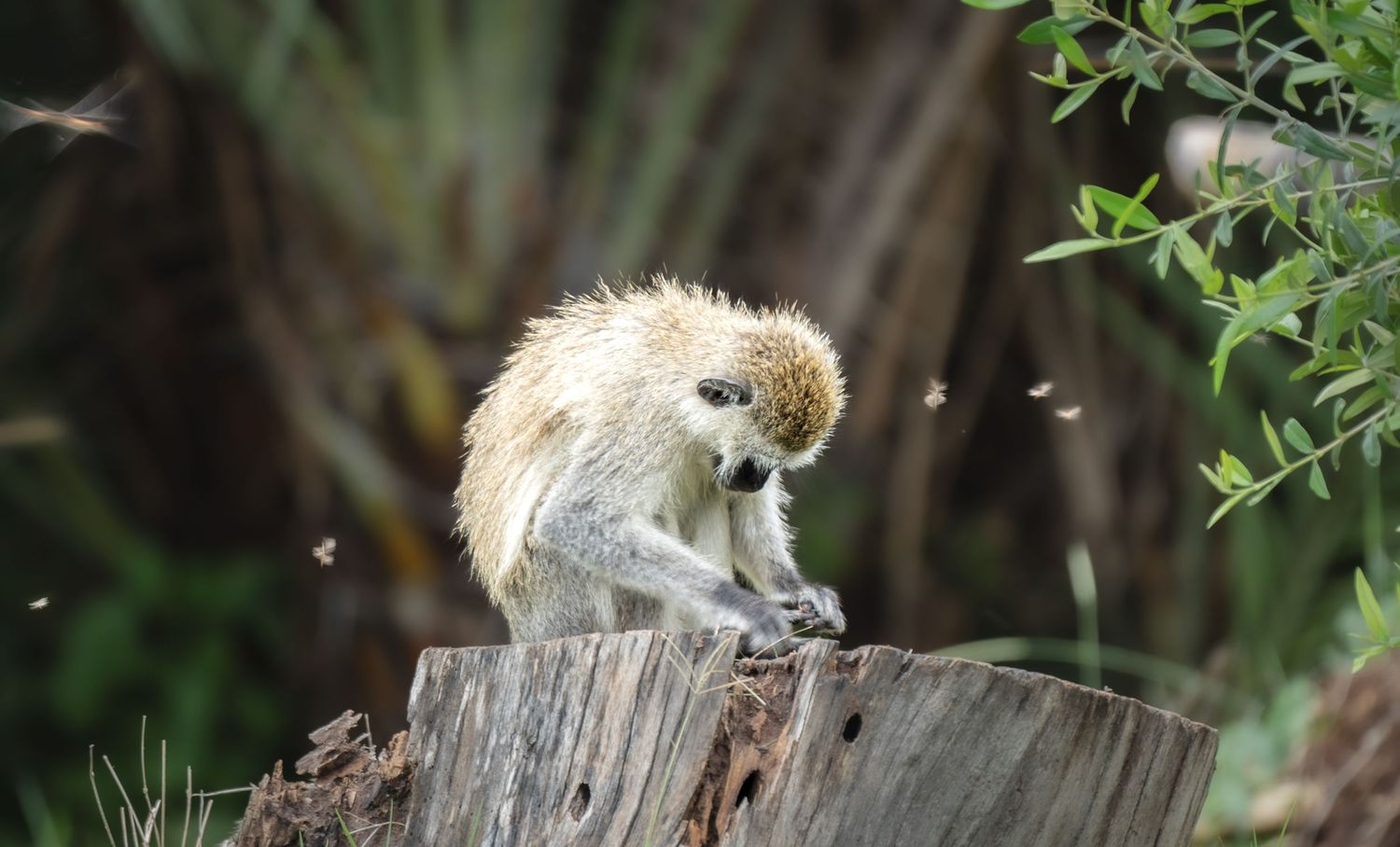 Monkey picks at insects on a tree stump in Kenya