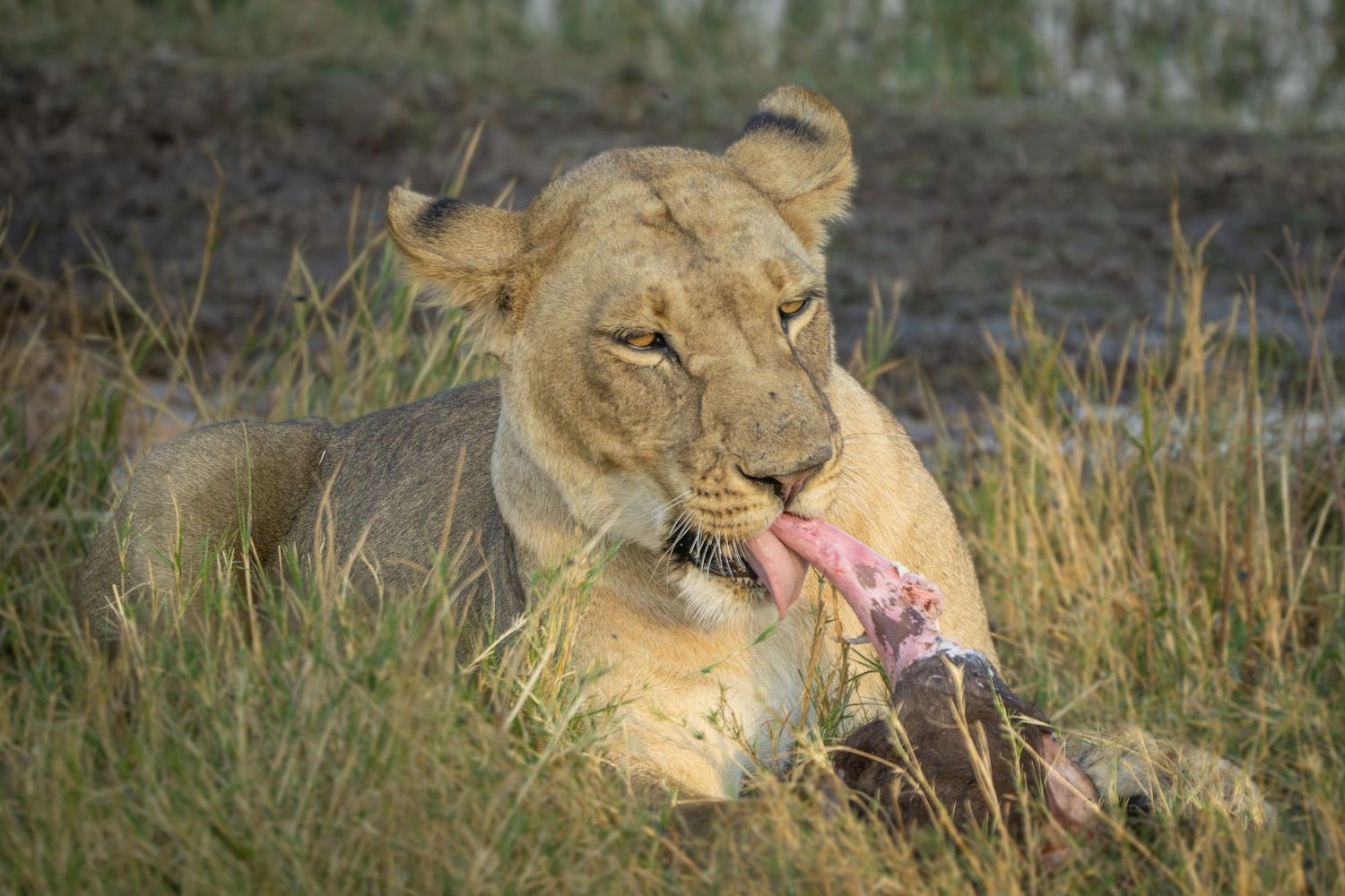 Lions eating a water buffalo during golden hour in the African savanna.