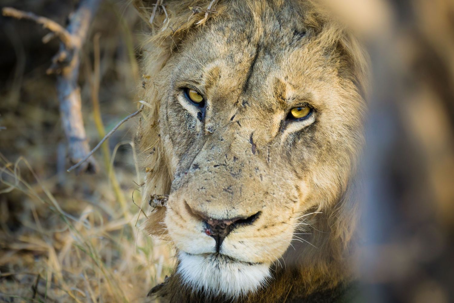 Close-up portrait of a lion's face with intense golden eyes peering through tall grass.