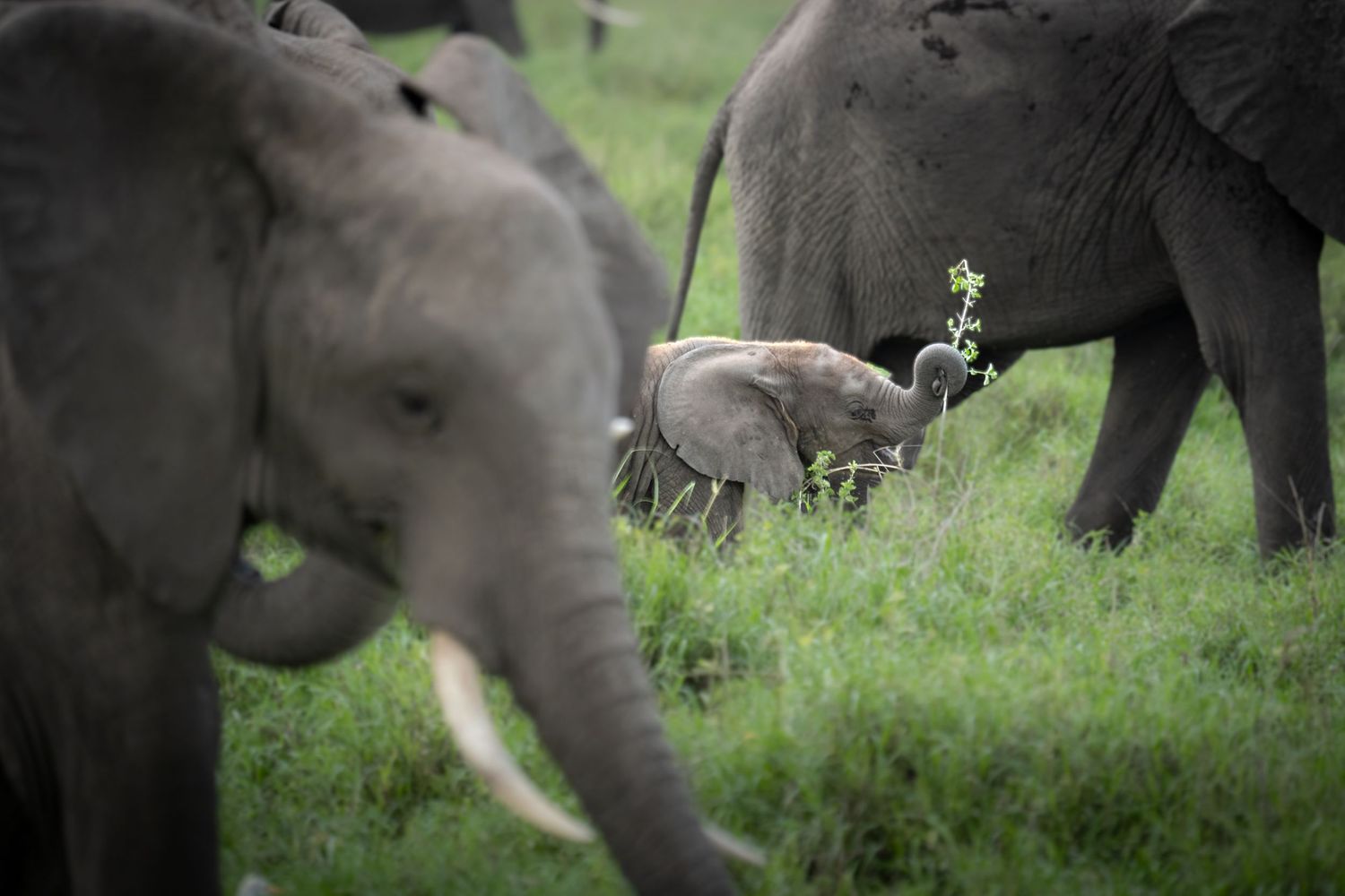 Herd of elephants grazing together in green grassland.