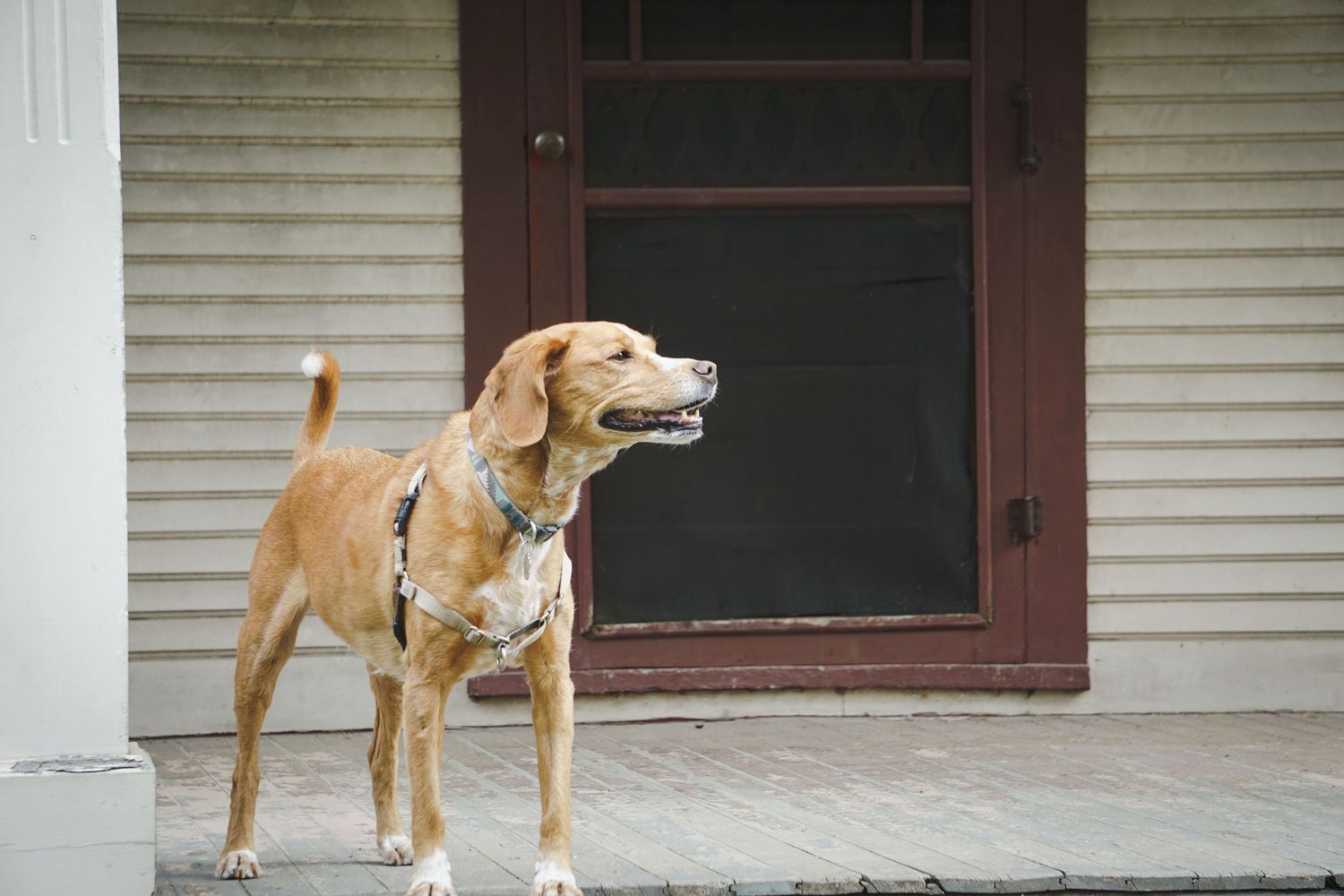 A tan mixed breed dog stands alert on a porch in front of a screen door.