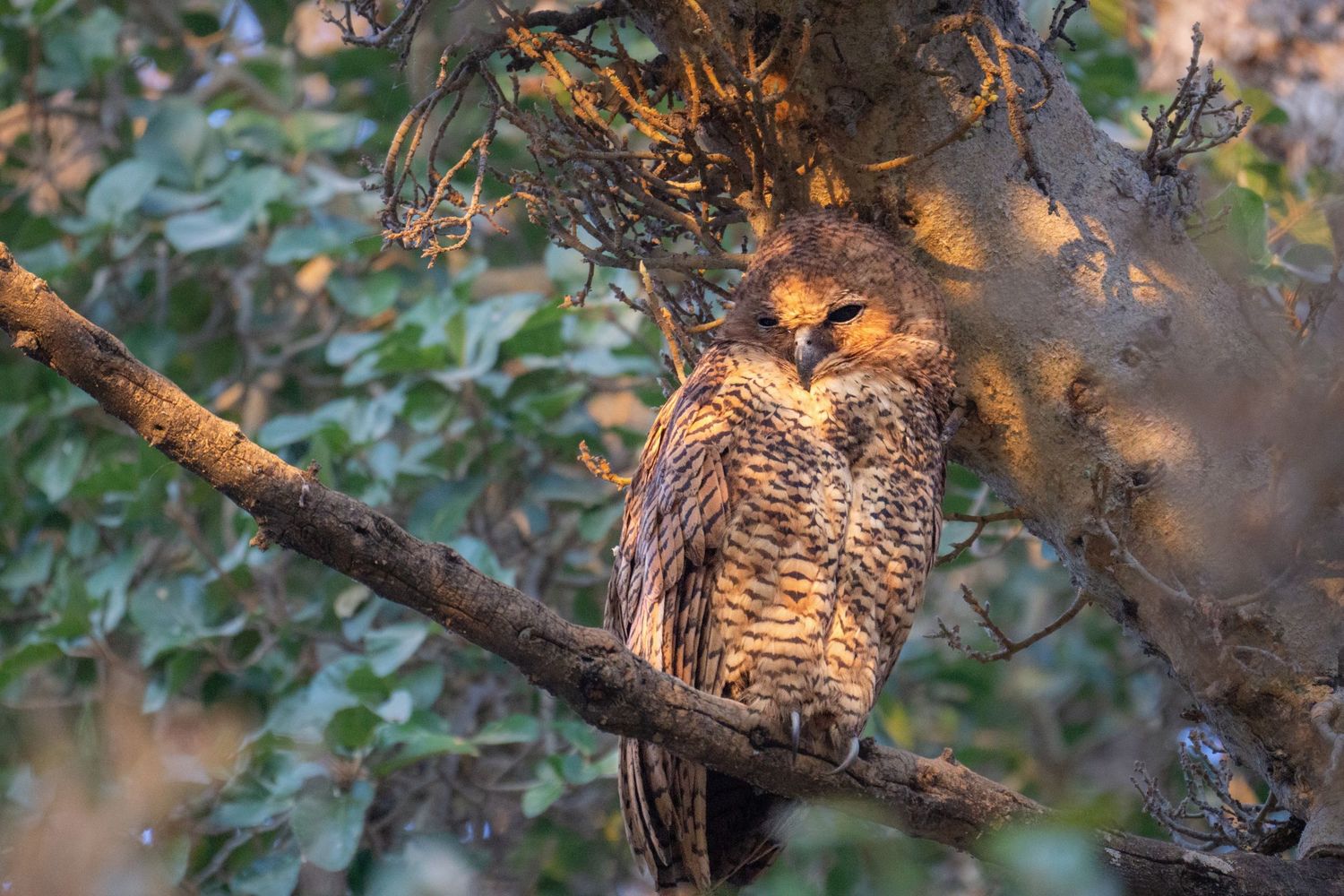 A Pel's fishing owl perches on a tree branch in dappled sunlight.