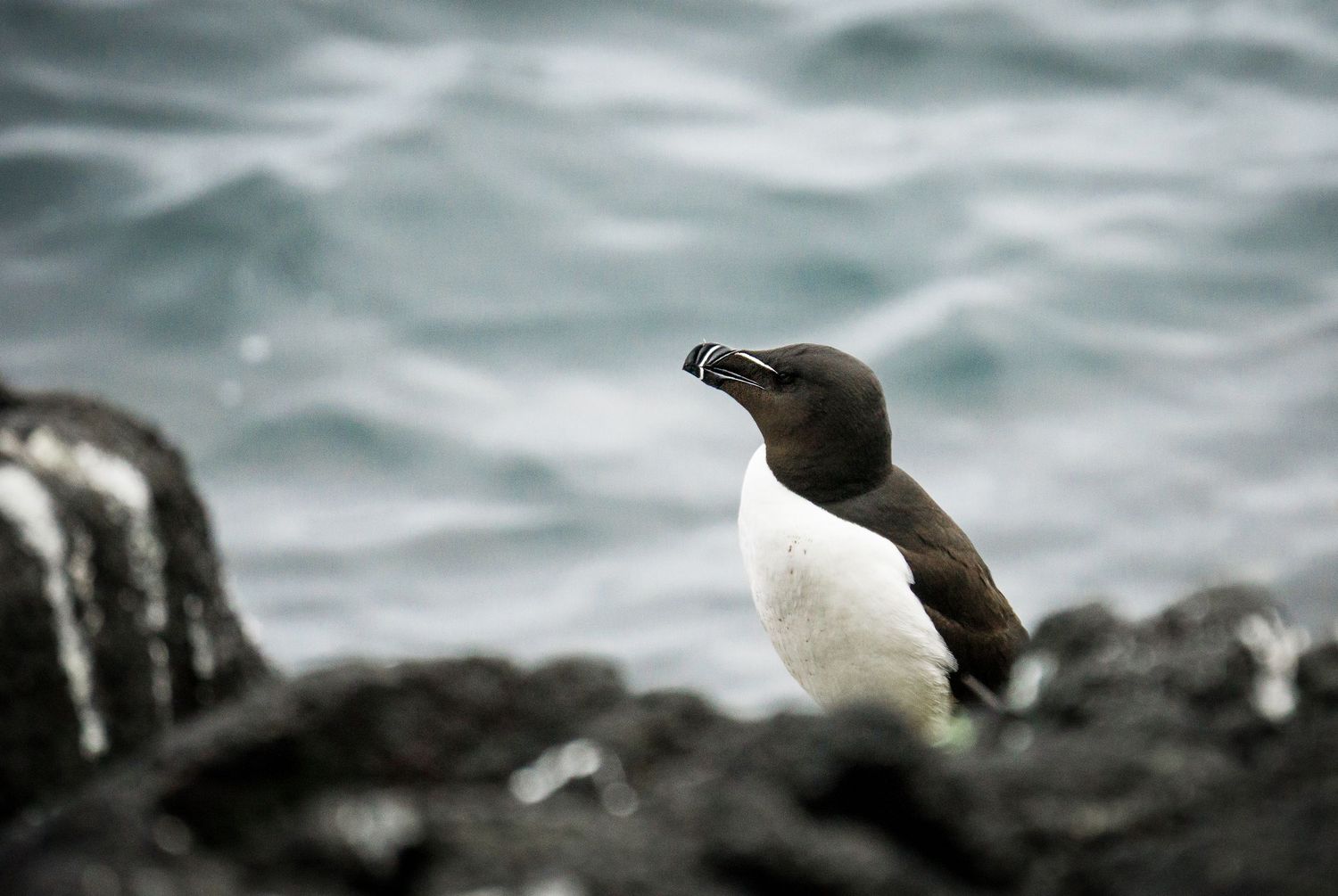 Seabirds stand on rocky coastal outcrop against stormy seas.